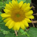 Lovely sunflower graces the trail.