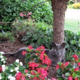 Garden Eyes
