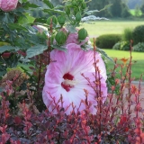 Dinnerplate Hibiscus