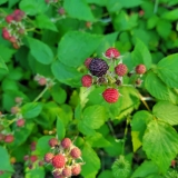 Yummy berries