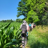 Corn is getting high.