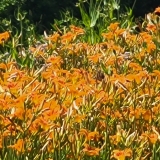 Beautiful Tiger Lilies along the road.