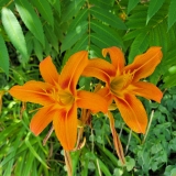 Tiger Lilies