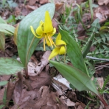 08 Trout Lily