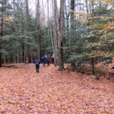 The beauty of fall leaves