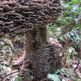 Art in Nature