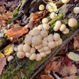 November 2, 2025 - Mystery Falls Hike