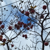 The last apples clinging to the tree.