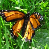 Injured butterfly - we put it up in a bush, hopefully it will survive.