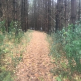 Walking in the pines.