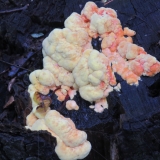 Colourful fungus