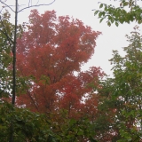 IMG_1086-2