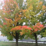 Some early Fall colours