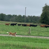 10-dog-herding-cattle