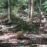 Puffball past its prime.