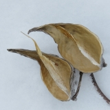 Winter artistry