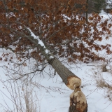 Busy beavers