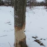 Busy beavers