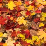 4-Coloured-Carpet