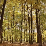 6-Greens-and-golds